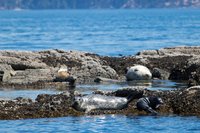Gewone zeehonden